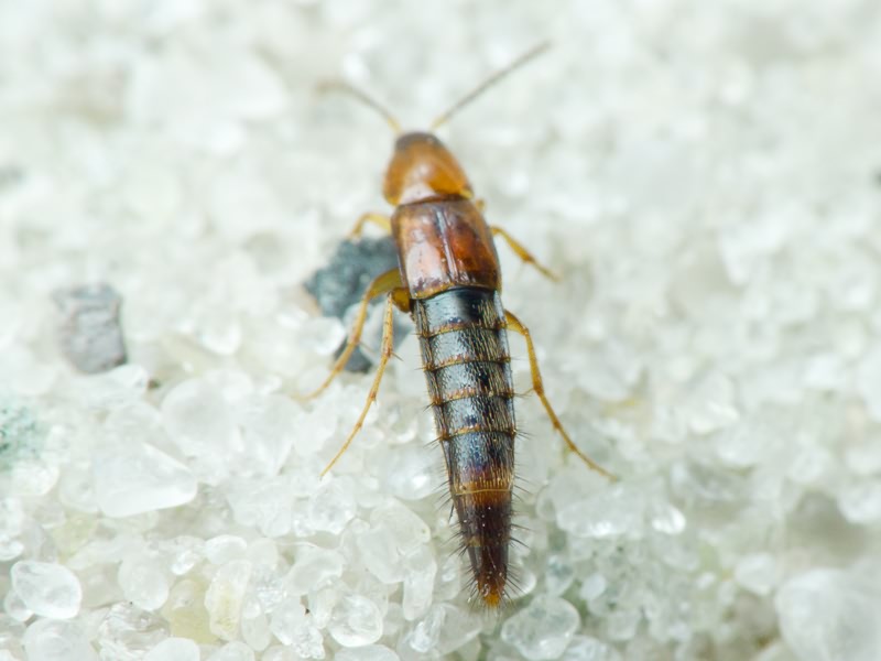 Ischnosoma splendidum (Gravenhorst, 1806)